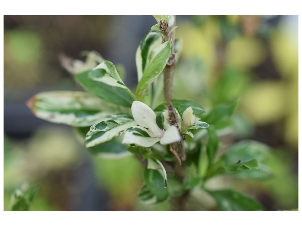 LYCIUM CHINENSE 'AOBA' LYCIUM CHINENSE 'AOBA'