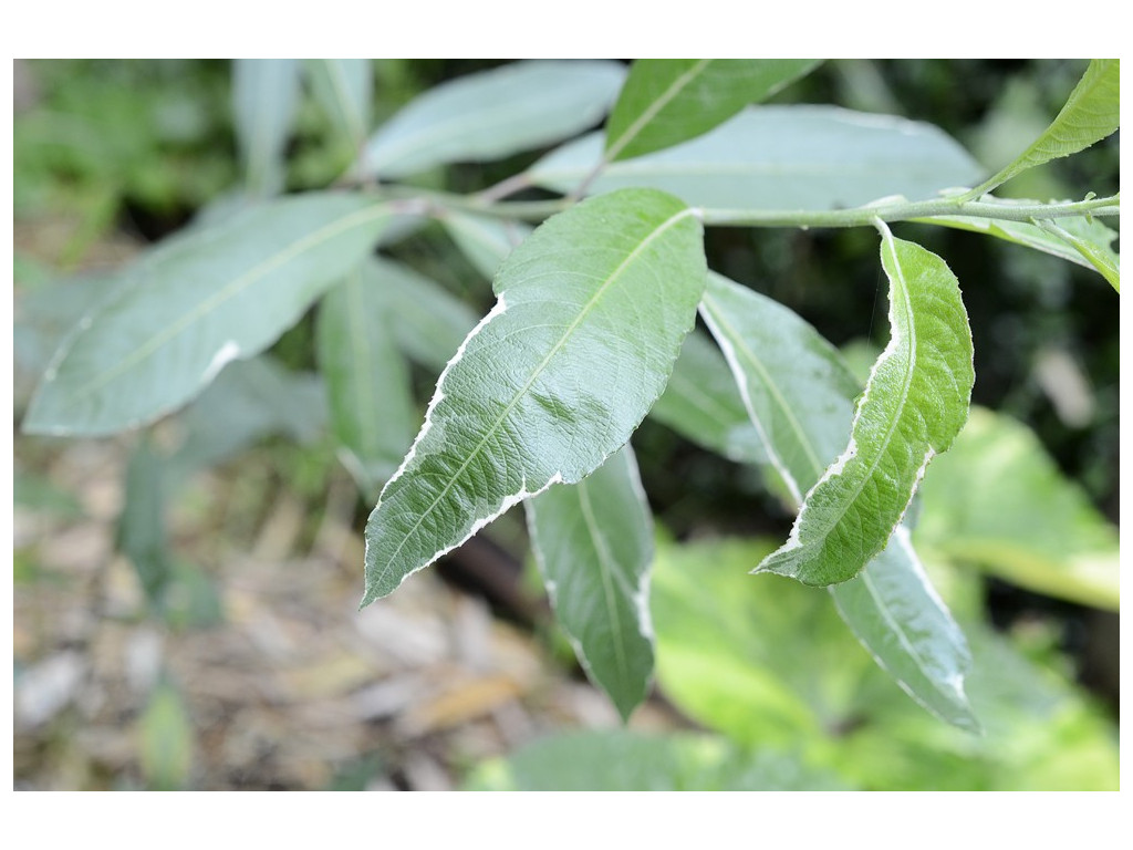 SALIX GRACILISTYLA 'SPRING OF JAPAN'