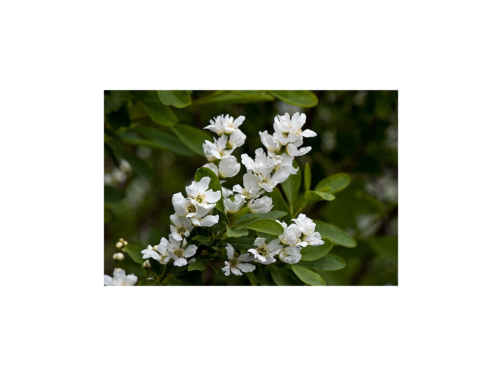 EXOCHORDA KOROLKOWII TJ5713