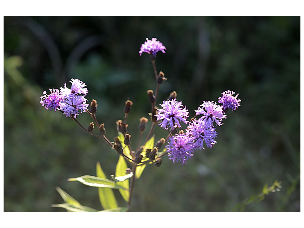 VERNONIA NOVEBORACENSIS US5689