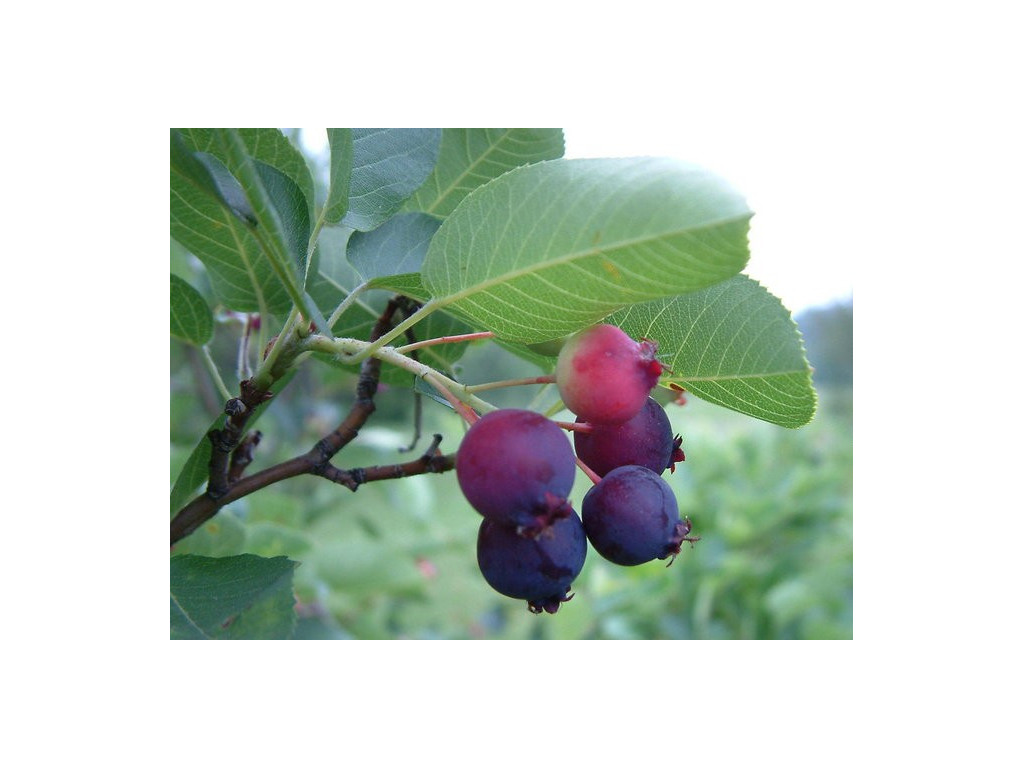 AMELANCHIER STOLONIFERA AMELANCHIER STOLONIFERA