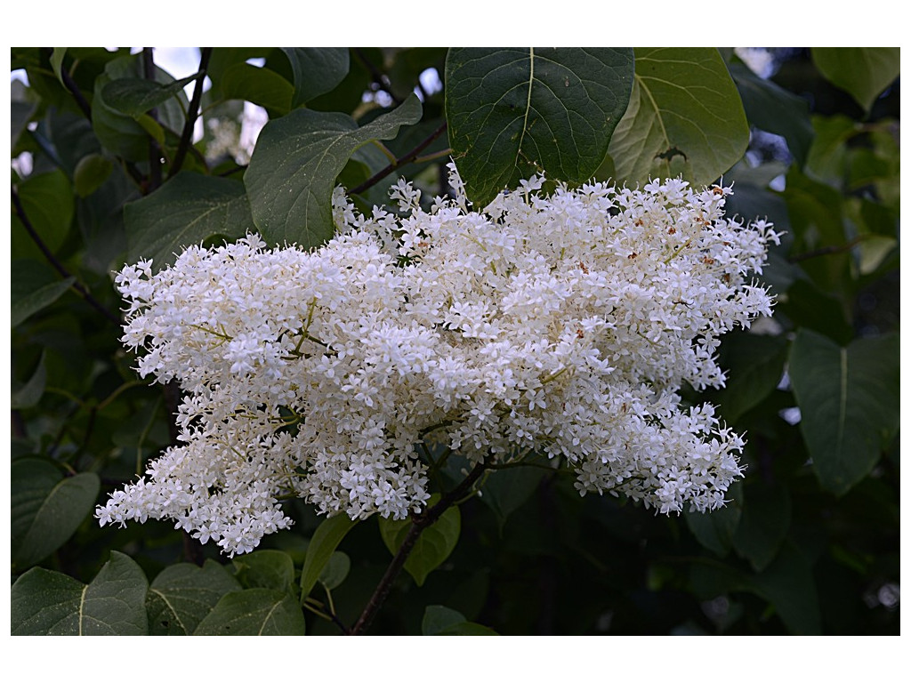 SYRINGA RETICULATA