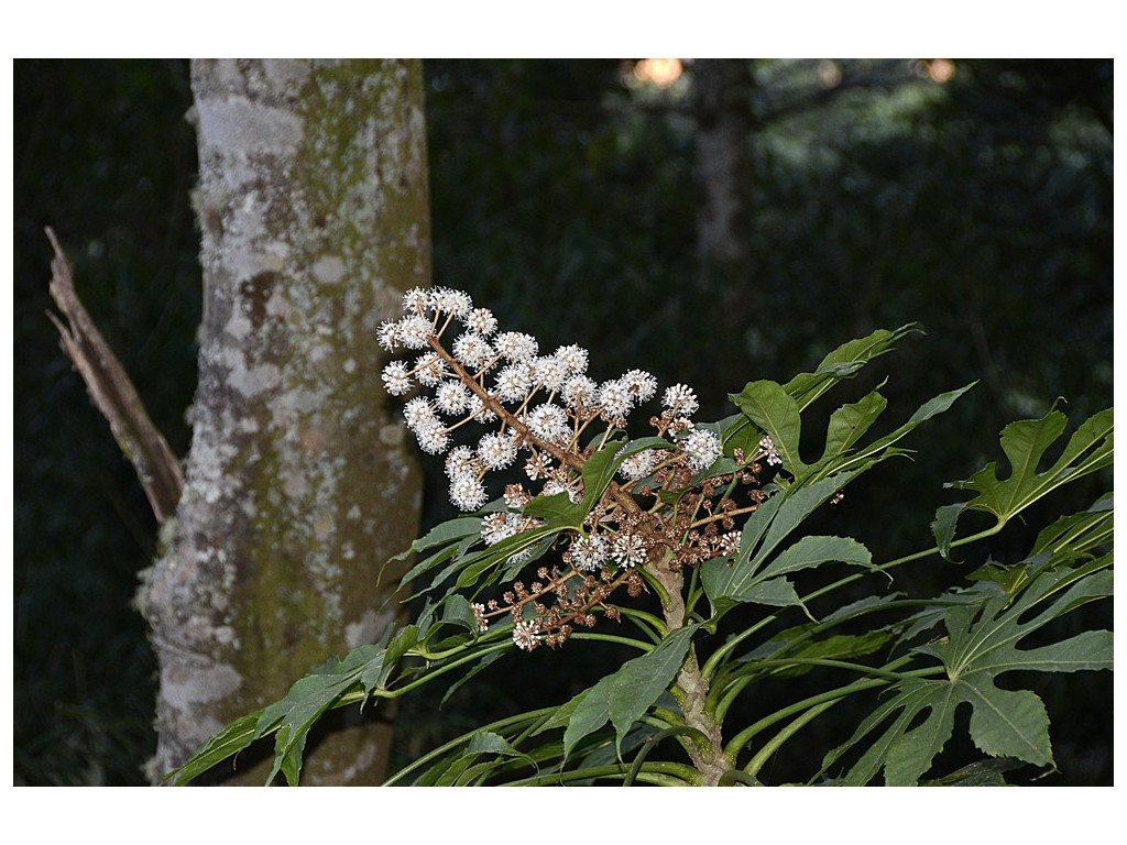 FATSIA POLYCARPA FATSIA POLYCARPA