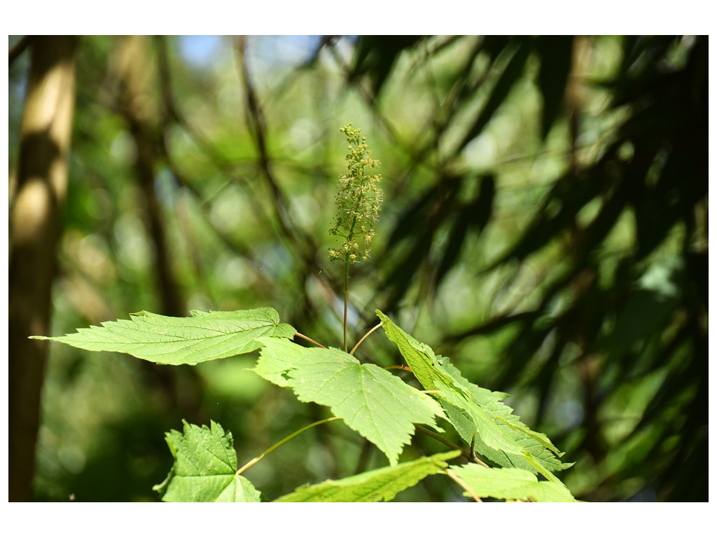 ACER SPICATUM