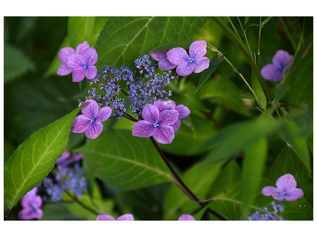 HYDRANGEA SERRATA 'OBUSE' CBJP1019