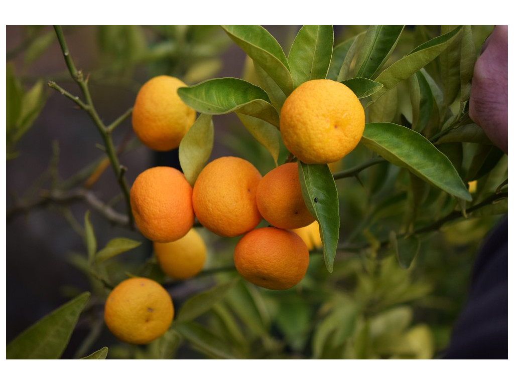 CITRUS SUDACHI