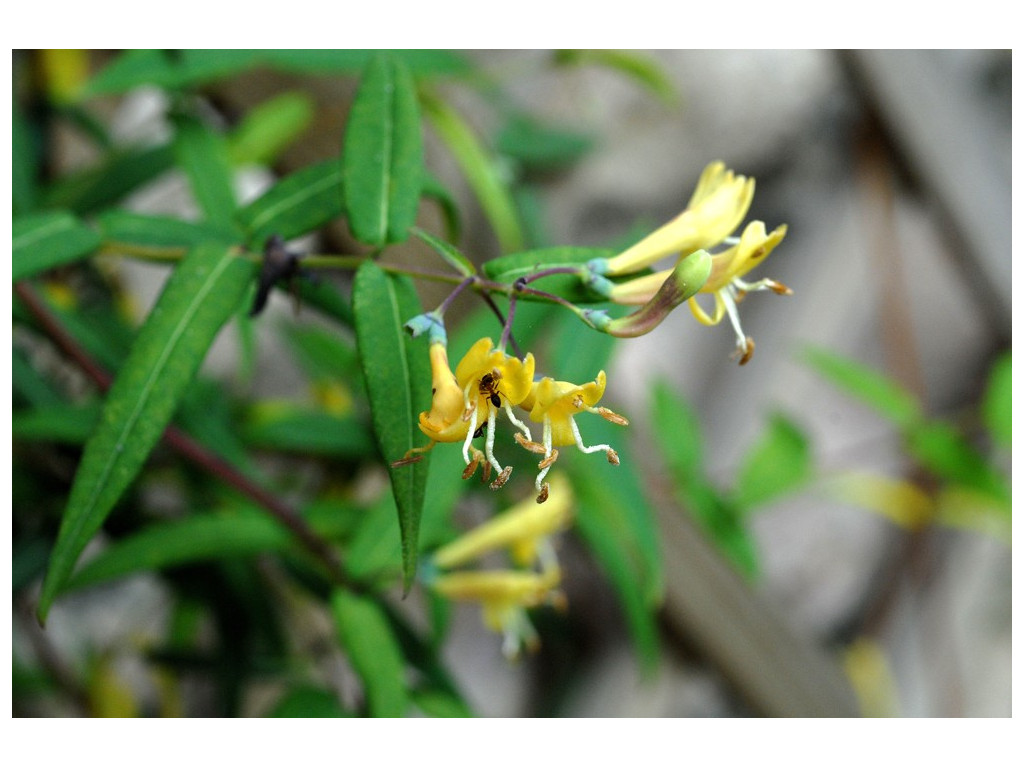 LONICERA ACUMINATA 'KANGDING' CBCH393