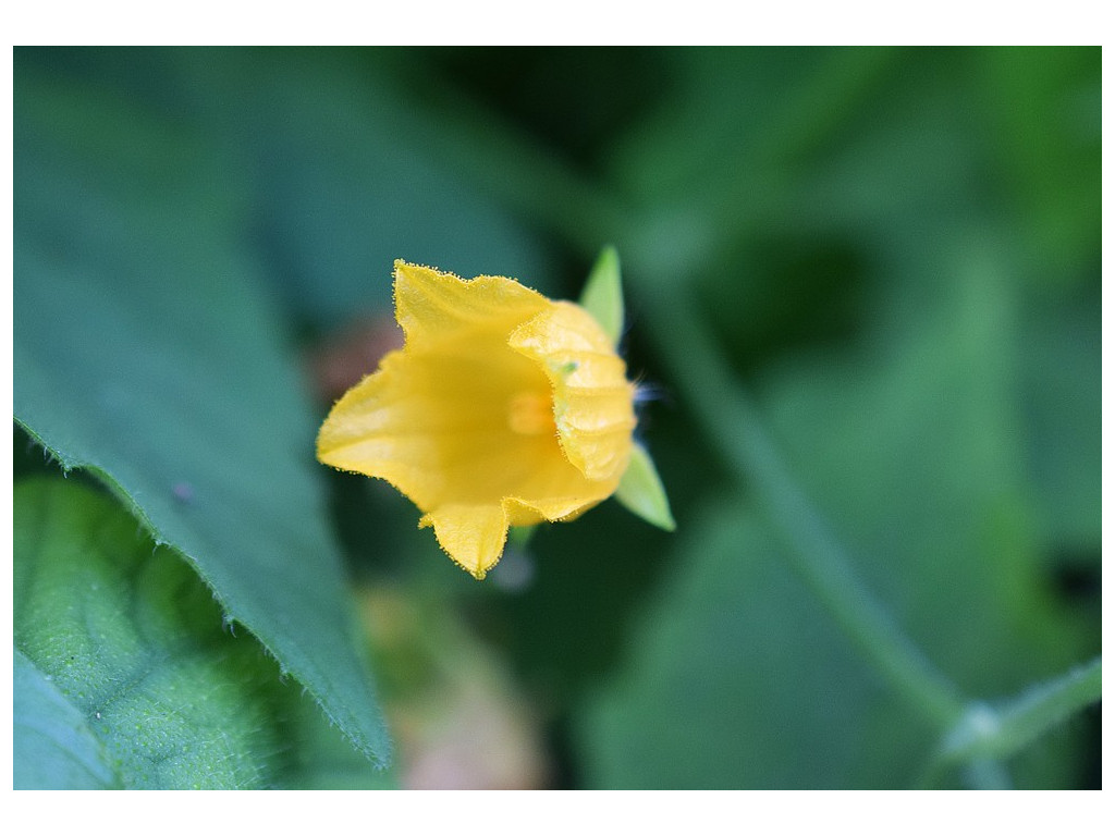 THLADIANTHA NUDIFLORA CBTW1760