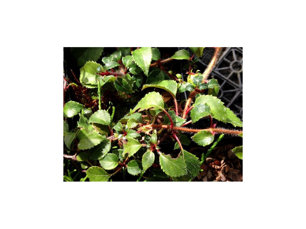 HYDRANGEA PETIOLARIS var.MINOR BSWJ5991