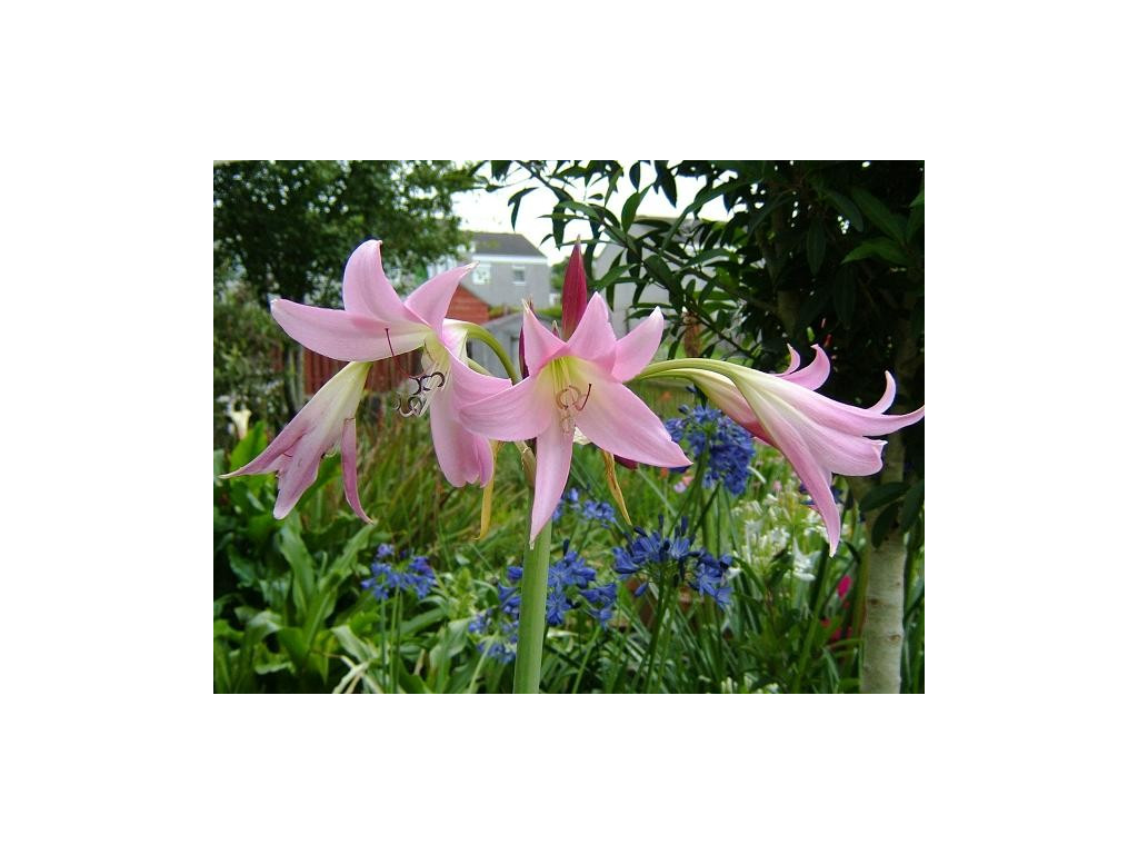 CRINUM POWELLII