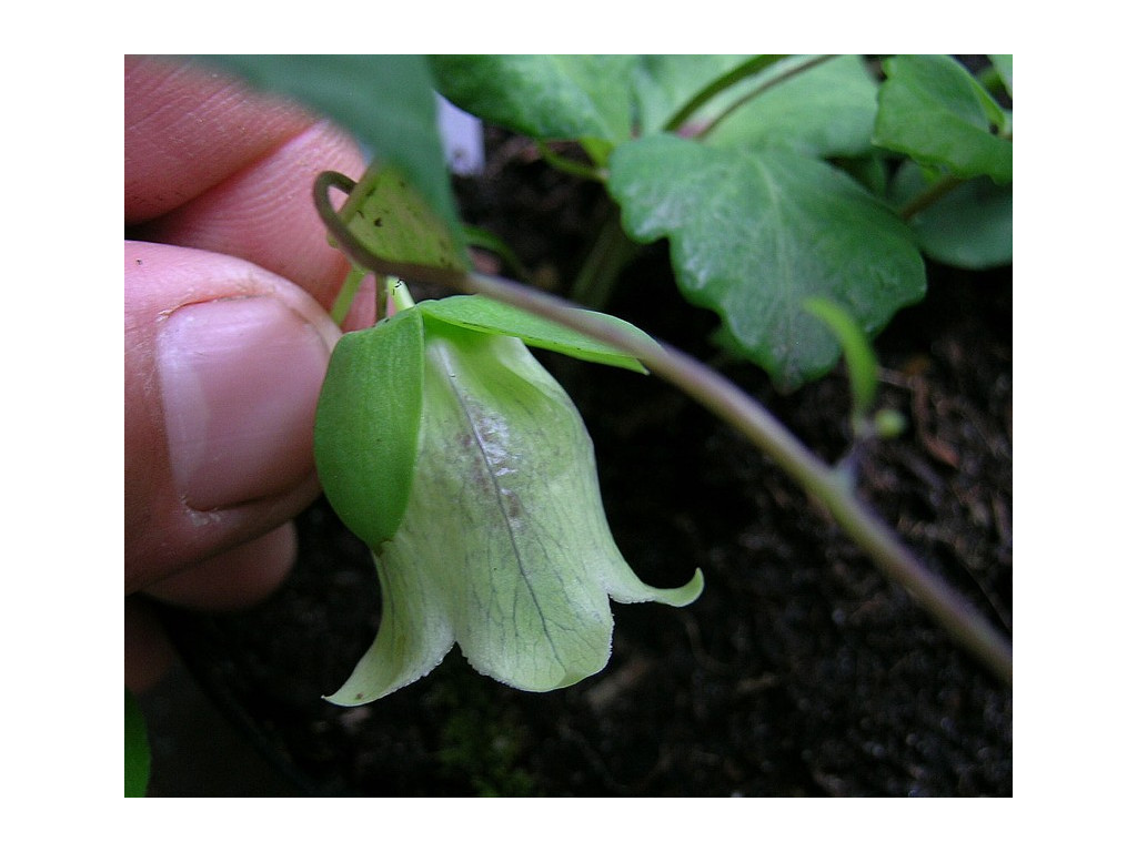 CODONOPSIS TANGSHEN