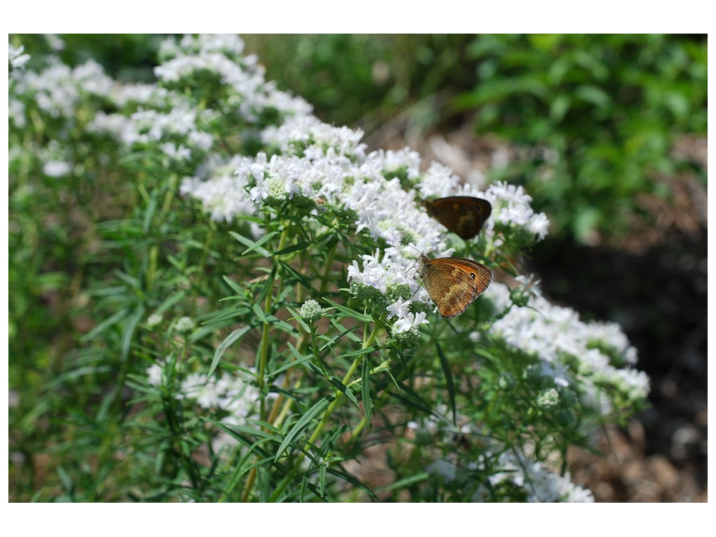 PYCNANTHEMUM VIRGINIANUM US5752