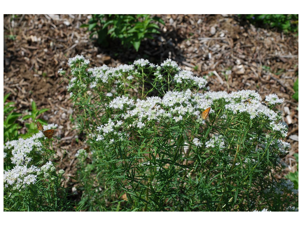 pycnanthemum virginianum pycnanthemum virginianum