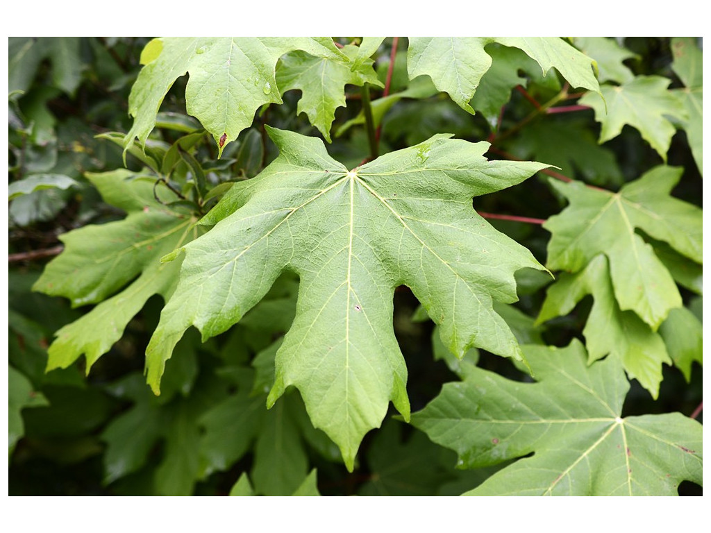 ACER MACROPHYLLUM