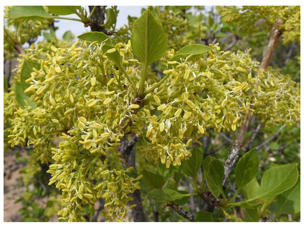 FRAXINUS ANOMALA US5194