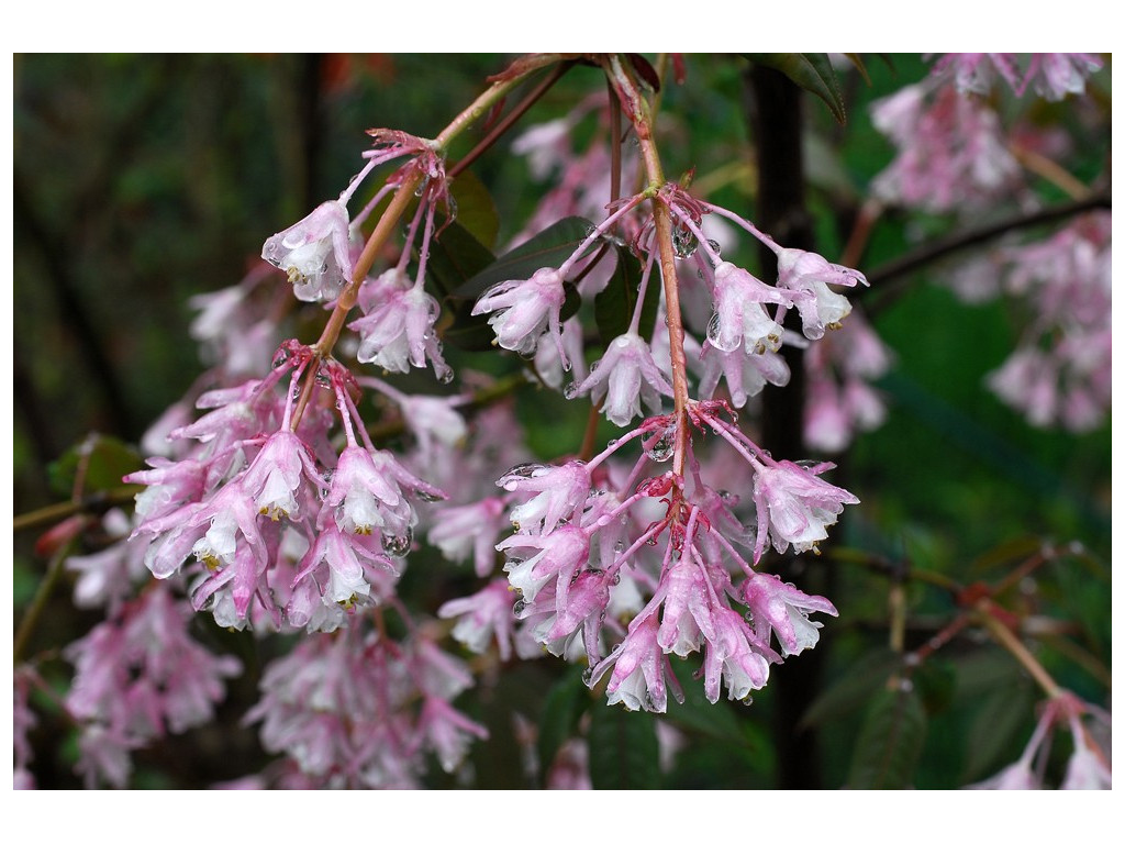 STAPHYLEA HOLOCARPA var.ROSEA W/O-7274