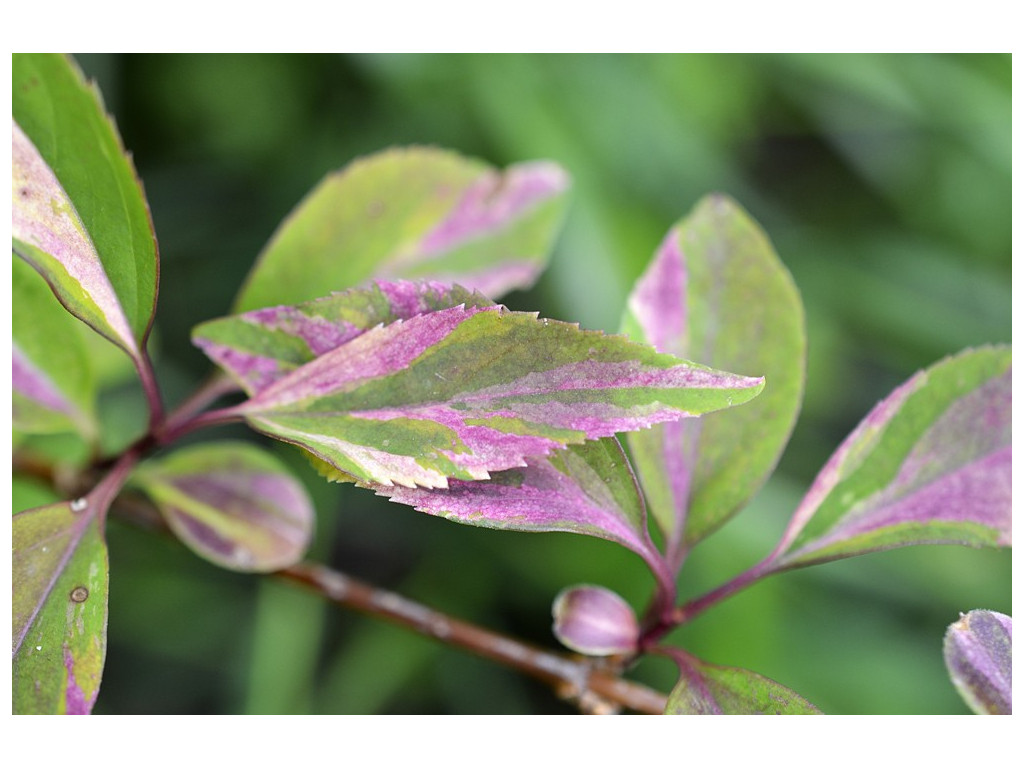 FORSYTHIA 'TRICOLOR'