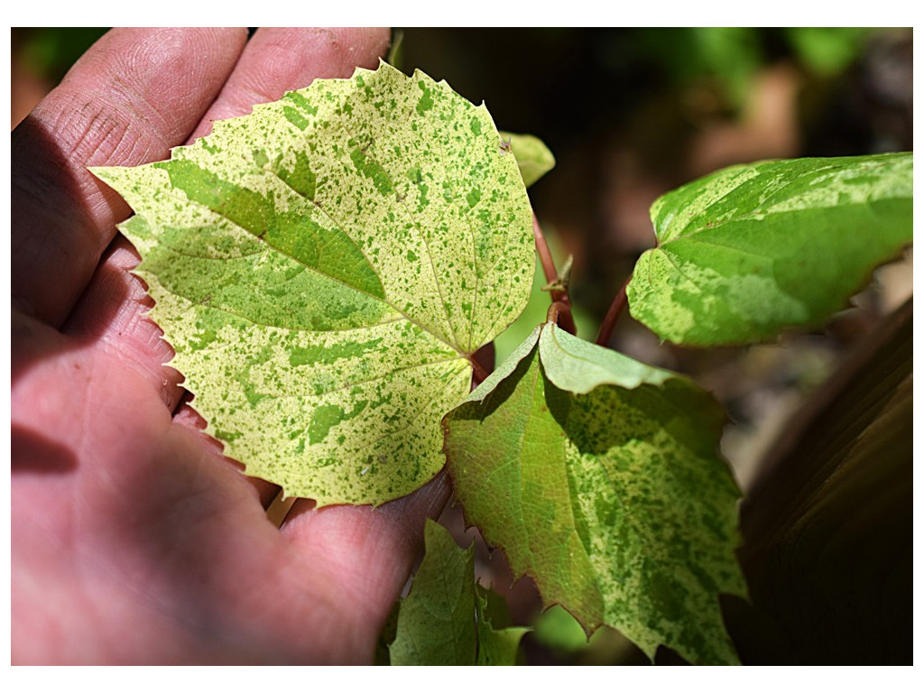 SCHIZOPHRAGMA HYDRANGEOIDES 'KIIRO NO MIDORI'