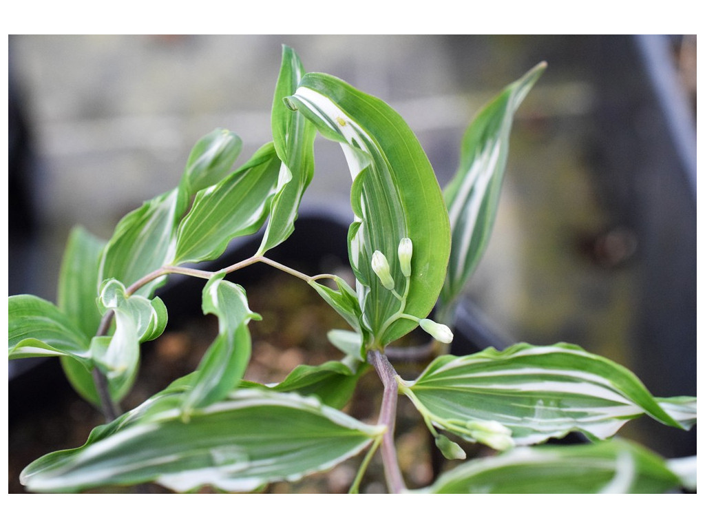 POLYGONATUM FALCATUM 'NAGORI YUKI'