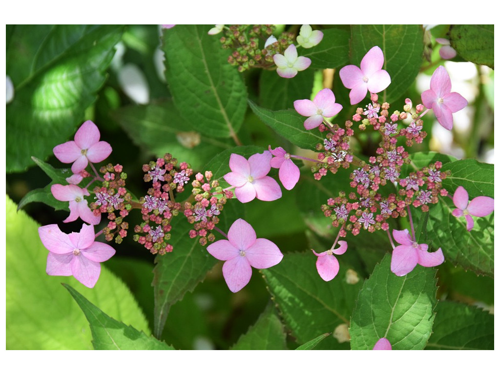 HYDRANGEA SERRATA 'CRUG SO COOL' BSWJ6241b