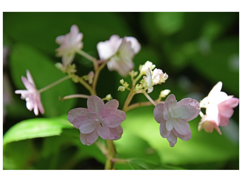 HYDRANGEA SERRATA 'AYA'