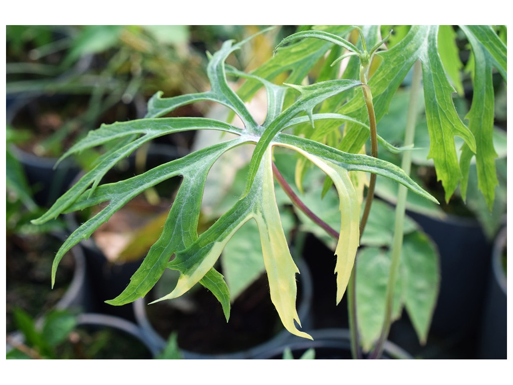 SYNEILESIS ACONITIFOLIA 'YABUREGASA' SYNEILESIS ACONITIFOLIA 'YABUREGASA'