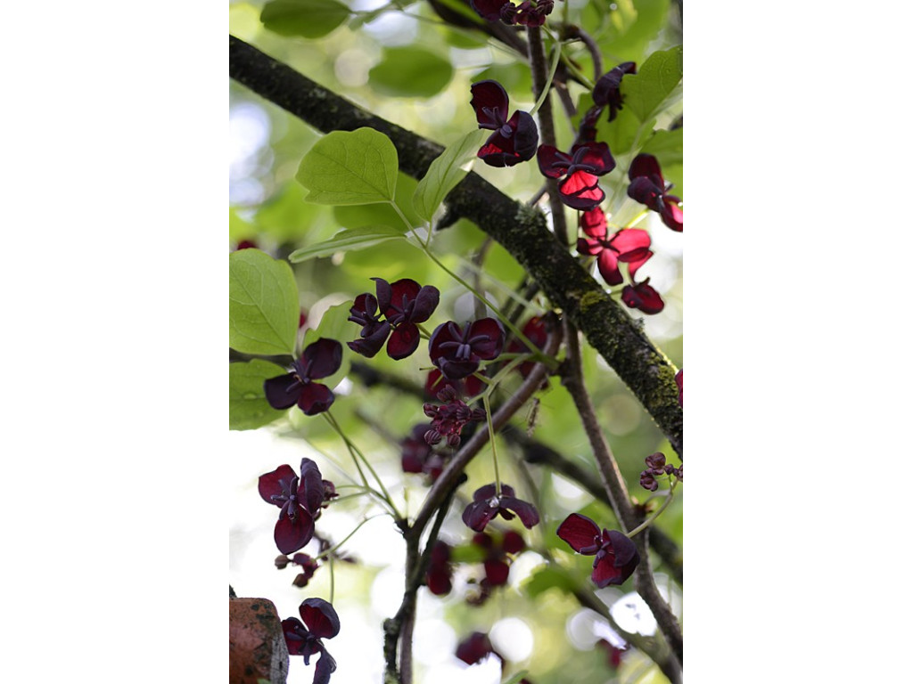 AKEBIA TRIFOLIATA 'ARGENTEA'