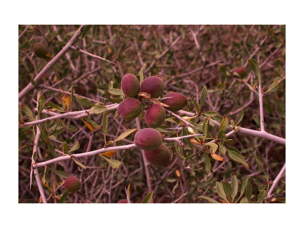 PRUNUS SPINOSISSIMA