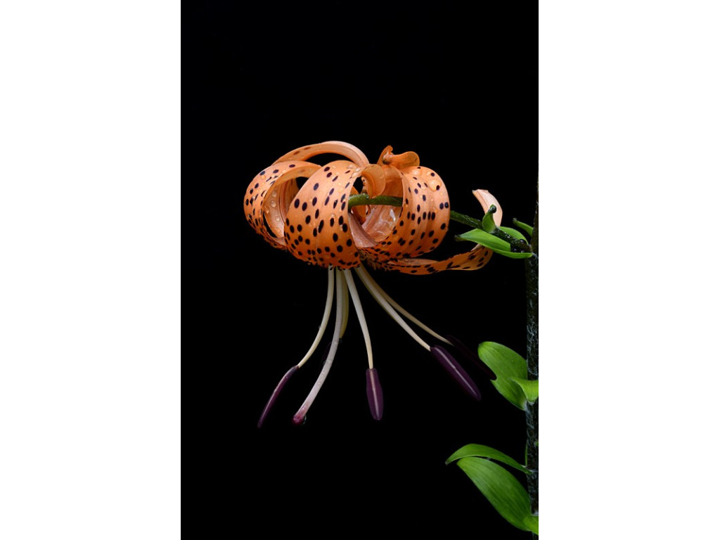 LILIUM TIGRINUM