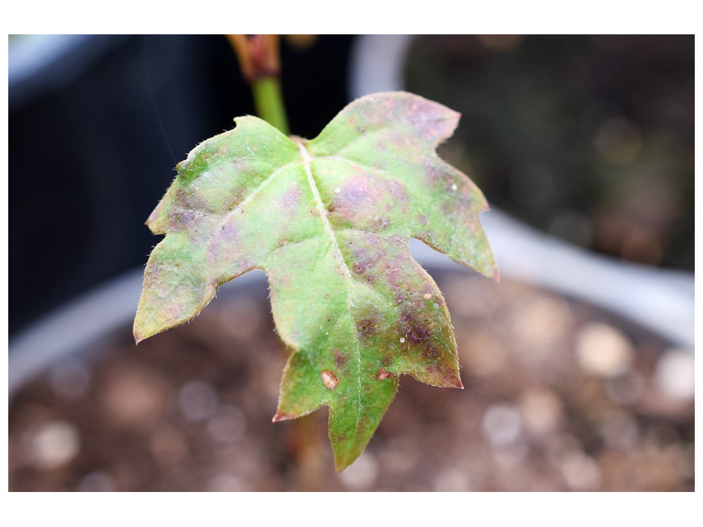 VIBURNUM sp.CH5128