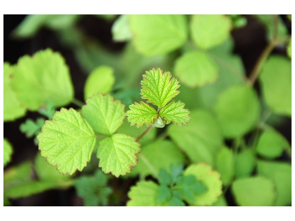 RUBUS PARVIFOLIUS 'OGON'