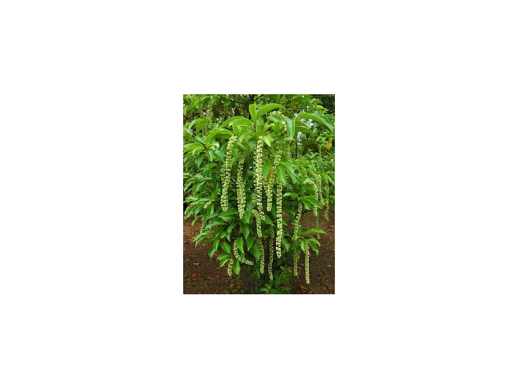 ITEA YUNNANENSIS