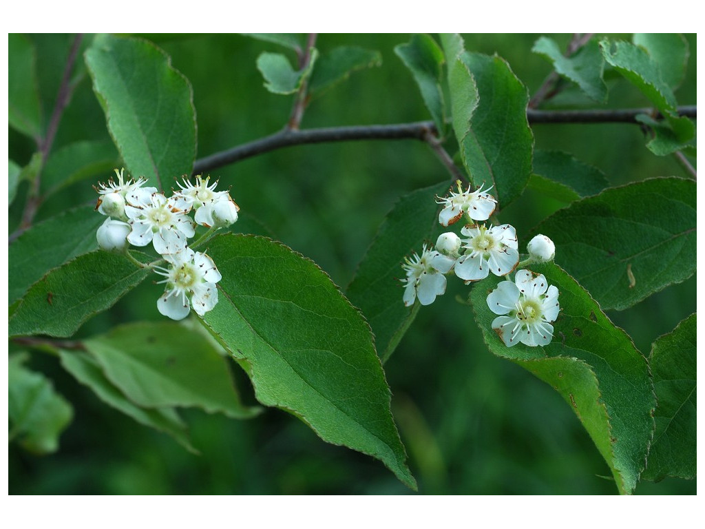 PHOTINIA AMPHIDOXA