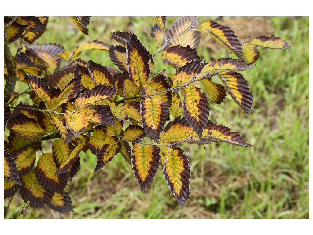 SORBUS JAPONICA JP2611