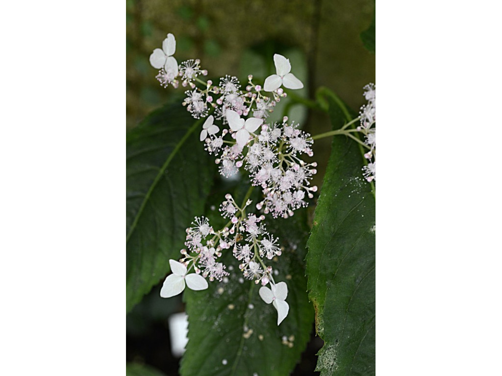 CARDIANDRA ALTERNIFOLIA 'PINK GEISHA'