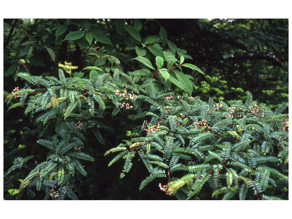 SORBUS SETSCHWANENSIS CH5091