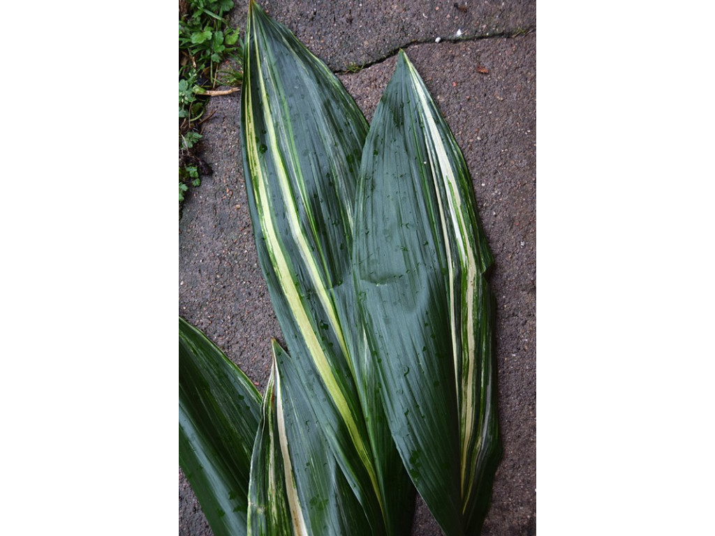 ASPIDISTRA ELATIOR 'HAKUSEN'