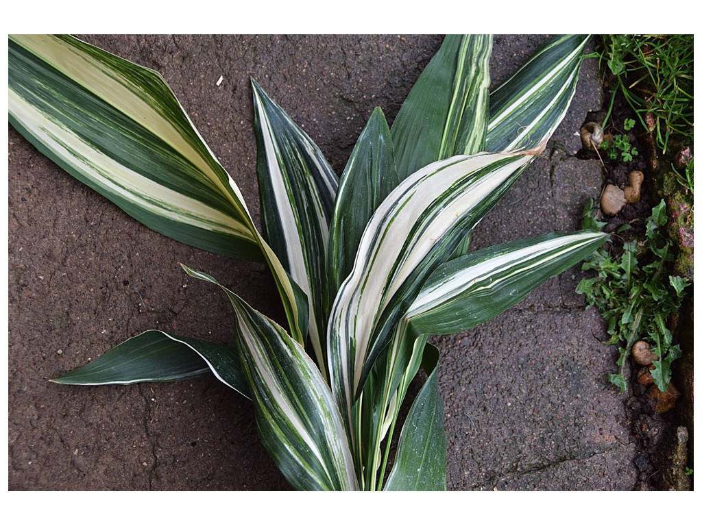 ASPIDISTRA ELATIOR 'SHIROJI'