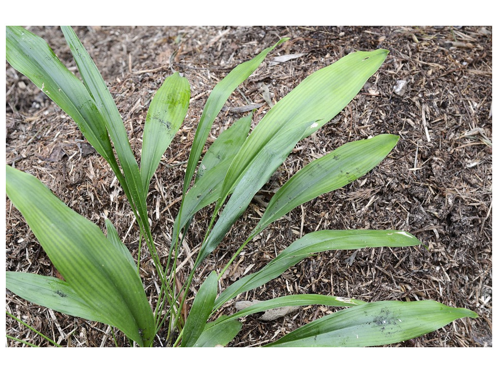 ASPIDISTRA MUSHAENSIS BSWJ1953