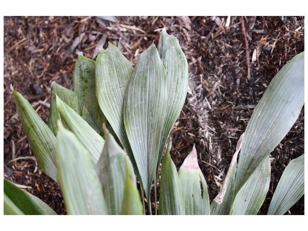 ASPIDISTRA SICHUANENSIS CBCH603