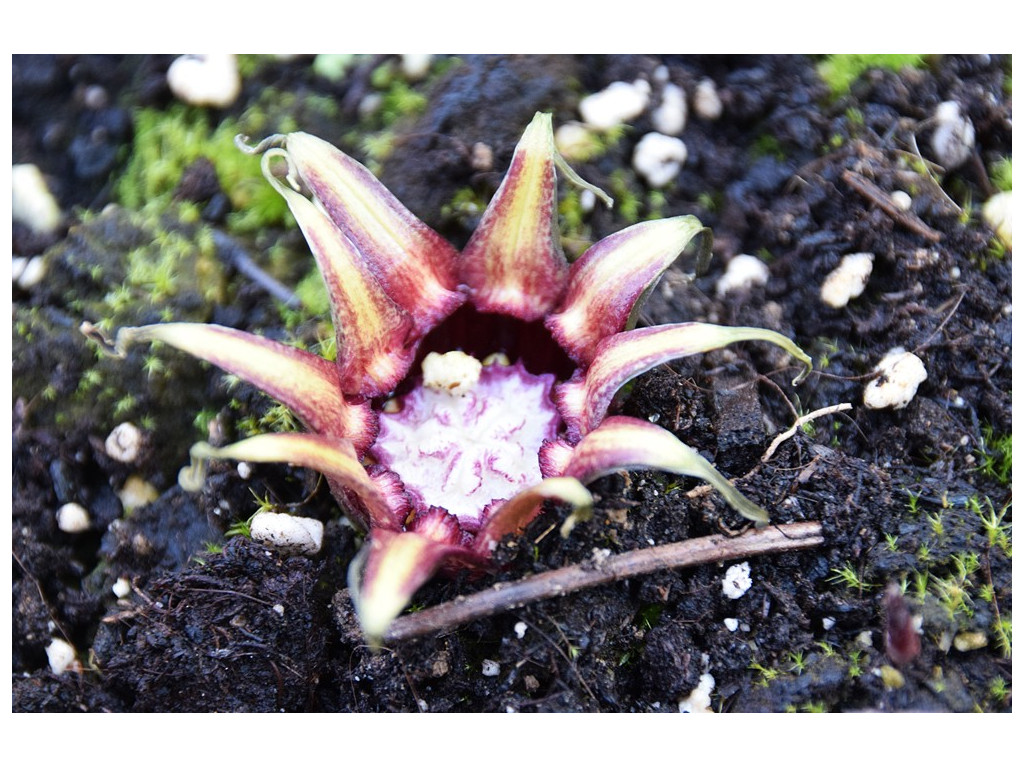 ASPIDISTRA PULCHELLA