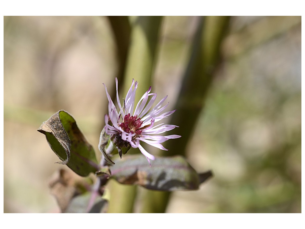 AMPELASTER CAROLINIANUS