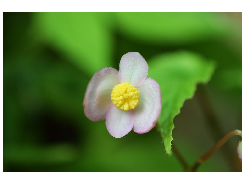 BEGONIA x CHUNGII DJHT99168