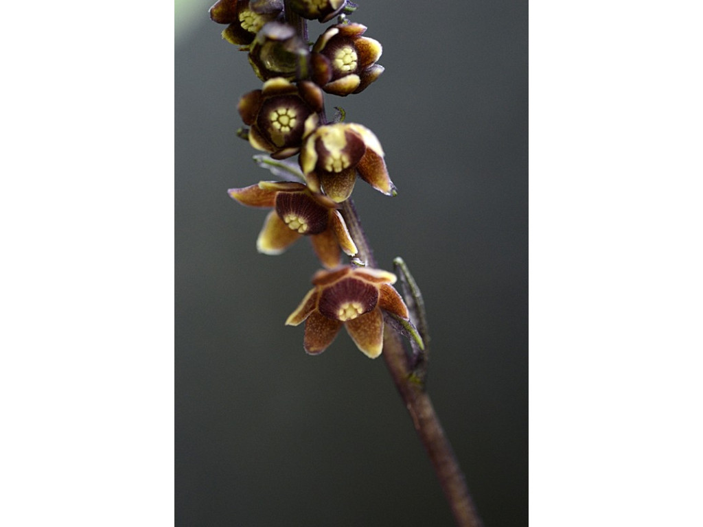 PELIOSANTHES ARISANENSIS BSWJ3639