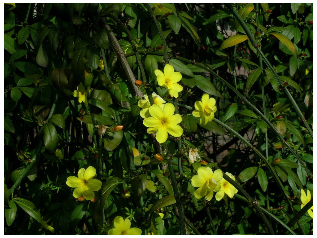 JASMINUM MESNYI