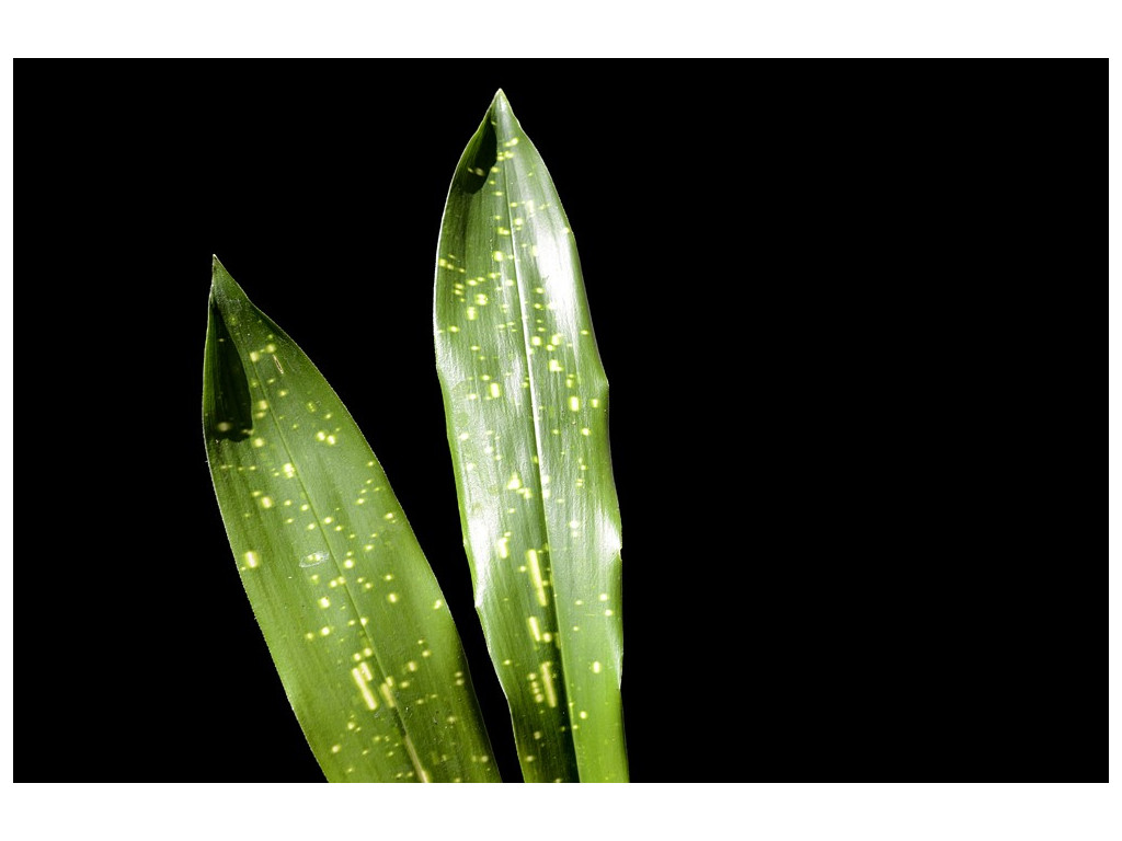 ASPIDISTRA OBLANCEIFOLIA 'NAGOYA STARS'