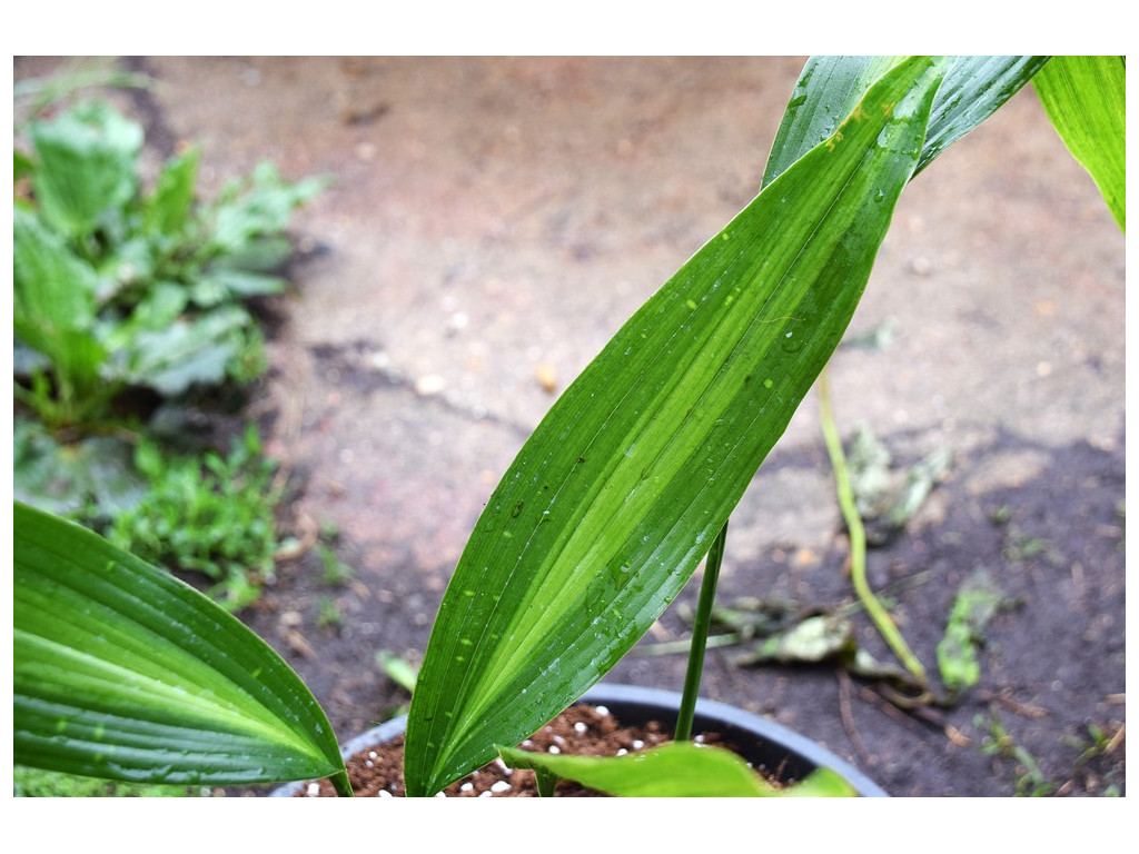 ASPIDISTRA LURIDA 'ICHI MORO JI'