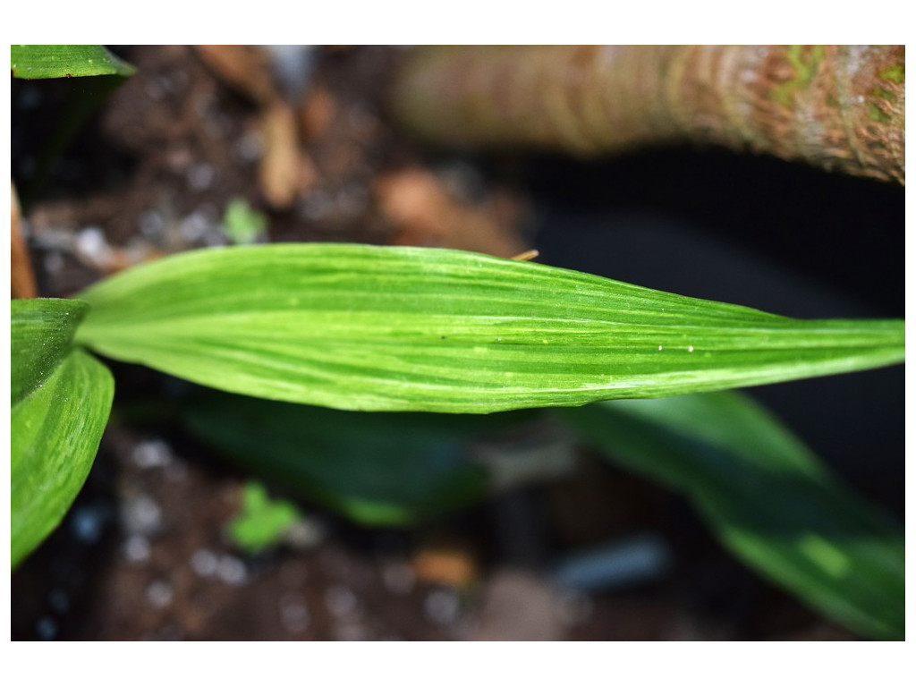 ASPIDISTRA CRISPA 'GOLDEN FRECKLES'