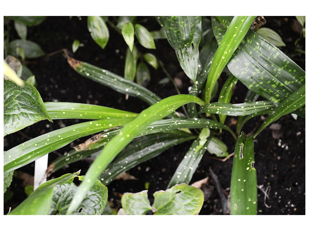 ASPIDISTRA YINGJIANGENSIS 'BANGKOK'S BIG BANG'