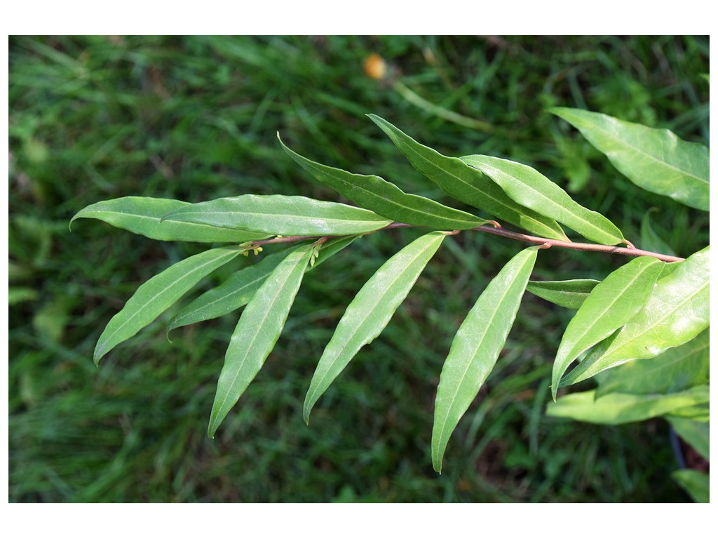 SARCOCOCCA TAIWANIANA RWJ9999